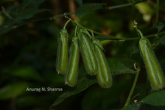 Crotalaria heyneana